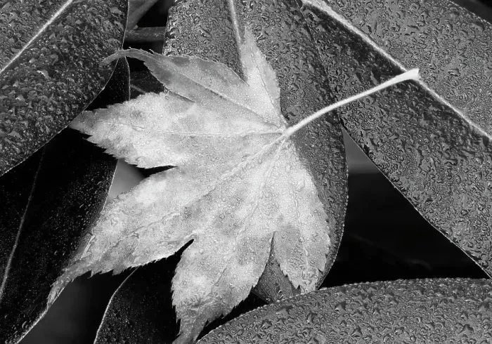 Framed Print : Washington State. Maple leaf and dew drops