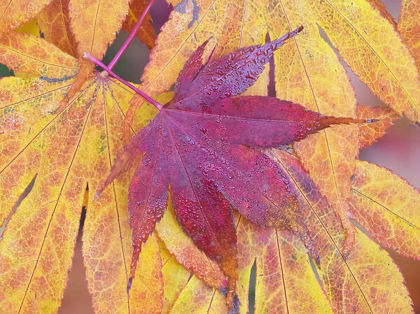 Washington State, Maple leaves