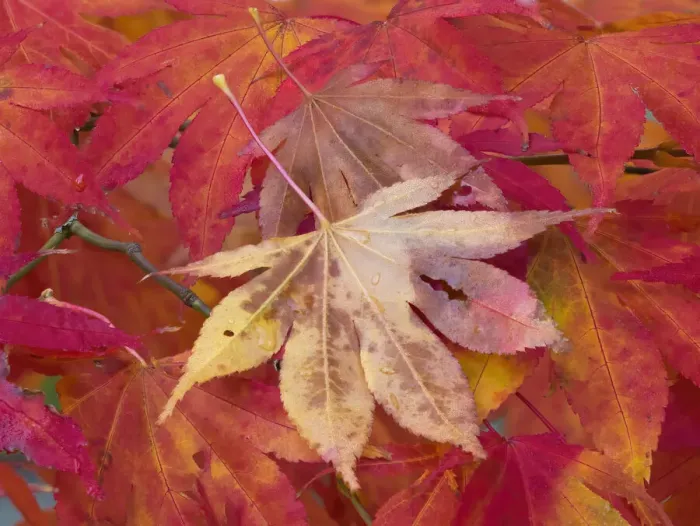 Framed Print : Washington State, Maple leaves Framed Print : Washington State, Maple leaves