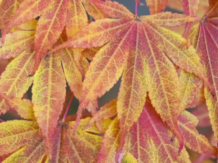 Framed Print : Washington State, Maple leaves Framed Print : Washington State, Maple leaves