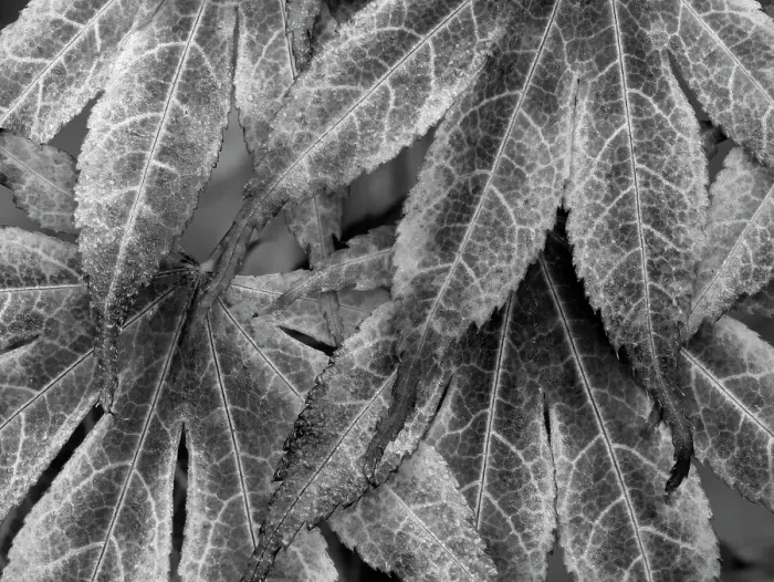 Framed Print : Washington State. Maple leaves Framed Print : Washington State. Maple leaves