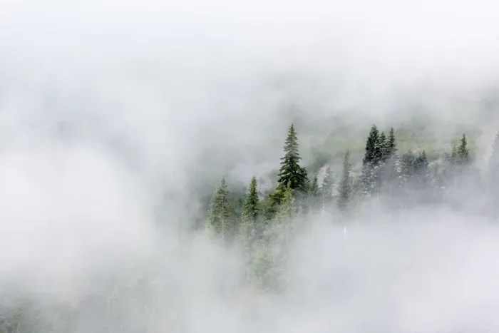 Framed Print : Washington State, Mount Rainier National Park. Fir trees in clouds Framed Print : Washington State, Mount Rainier National Park. Fir trees in clouds
