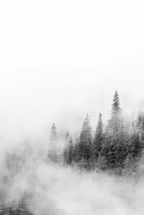Framed Print : Washington State, Mount Rainier National Park. Fir trees in clouds Framed Print : Washington State, Mount Rainier National Park. Fir trees in clouds