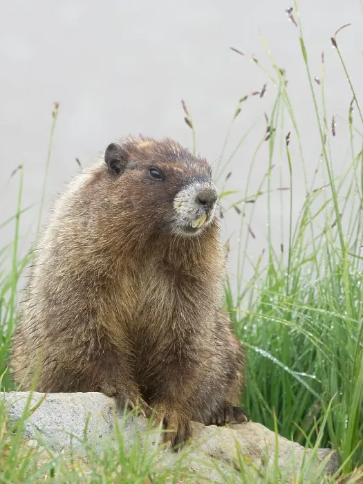 Framed Print : Washington State, Mount Rainier National Park. Hoary marmot sitting on rock with meadow grass and fog Framed Print : Washington State, Mount Rainier National Park. Hoary marmot sitting on rock with meadow grass and fog