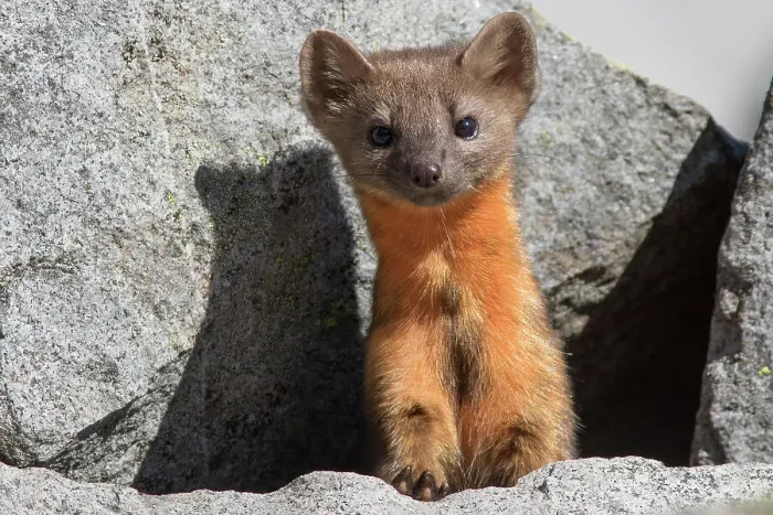 Framed Print : Washington State, Mount Rainier National Park. American marten, posing curiously in the rocks Framed Print : Washington State, Mount Rainier National Park. American marten, posing curiously in the rocks