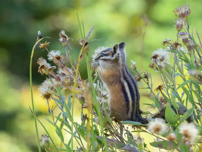 Framed Print : Washington State, Mount Rainier National Park. Townsend's chipmunk eating wildflower seed heads Framed Print : Washington State, Mount Rainier National Park. Townsend's chipmunk eating wildflower seed heads