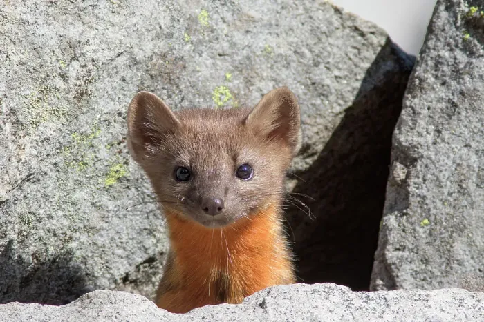 Framed Print : Washington State, Mount Rainier National Park. American marten, curiously peeking out from the rocks