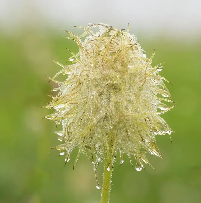 Framed Print : Washington State, Mount Rainier National Park. Western anemone wildflower seedhead with dew drops Framed Print : Washington State, Mount Rainier National Park. Western anemone wildflower seedhead with dew drops