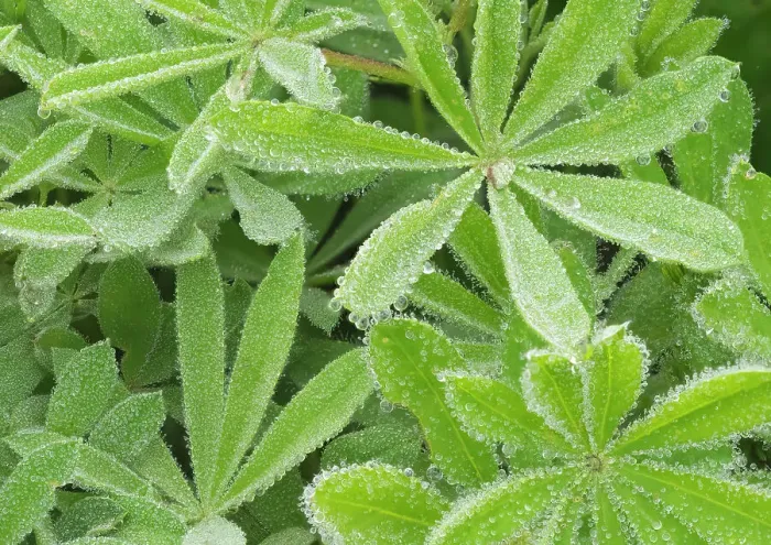 Framed Print : Washington State, Mount Rainier National Park. Dew drop coated subalpine lupine leaves