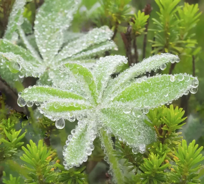 Framed Print : Washington State, Mount Rainier National Park. Dew drop coated subalpine lupine leaves Framed Print : Washington State, Mount Rainier National Park. Dew drop coated subalpine lupine leaves