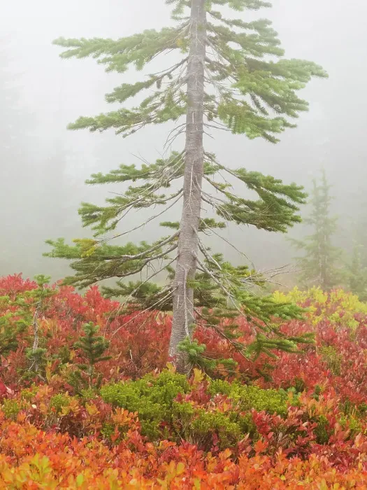 Framed Print : Washington State, Mount Rainier National Park. Vivid autumn colored huckleberry with alpine fir tree in fog Framed Print : Washington State, Mount Rainier National Park. Vivid autumn colored huckleberry with alpine fir tree in fog