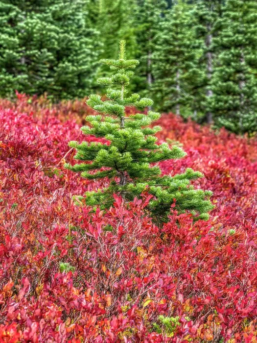 Framed Print : Washington State, Mount Rainier National Park. Colorful red huckleberry and green subalpine fir Framed Print : Washington State, Mount Rainier National Park. Colorful red huckleberry and green subalpine fir