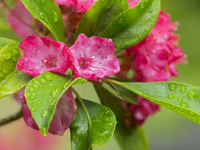 Framed Print : Washington State. Mountain laurel Framed Print : Washington State. Mountain laurel
