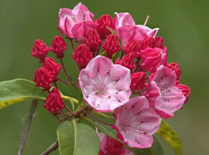 Framed Print : Washington State. Mountain laurel Framed Print : Washington State. Mountain laurel
