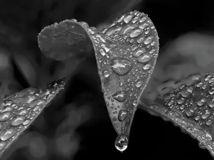 Framed Print : Washington State. Mountain laurel leaves with water drops Framed Print : Washington State. Mountain laurel leaves with water drops