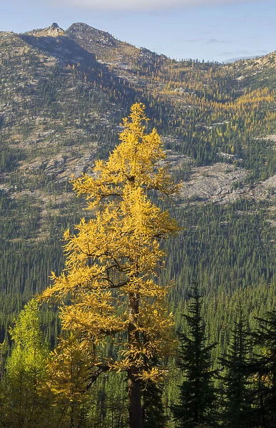 Washington State, North Cascades, Golden larch tree