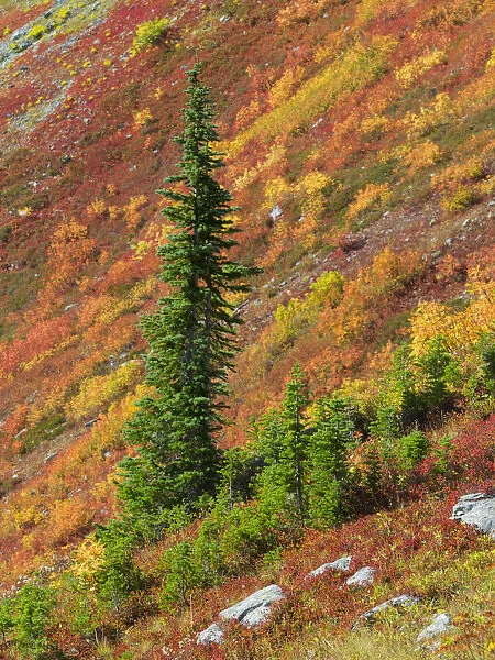 Washington State, North Cascades, Alpine Fir tree and fall color