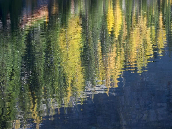Washington State, North Cascades, Blue Lake, Larch tree reflections