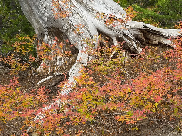 Washington State, Okanogan-Wenatchee National Forest. Old tree trunk and huckleberry