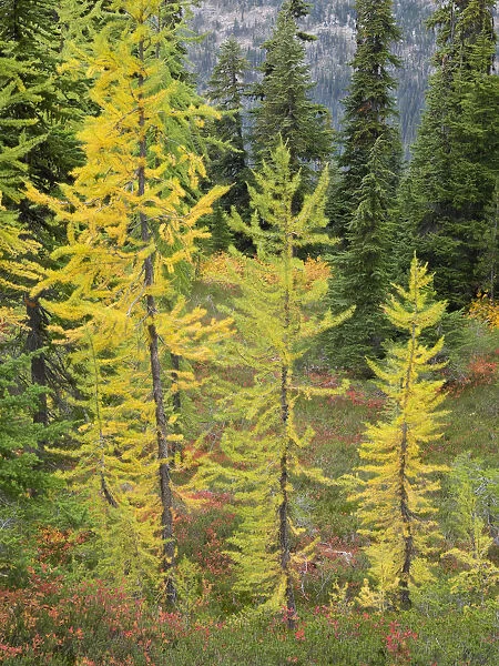 Washington State, Okanogan-Wenatchee National Forest. Colorful young larch trees