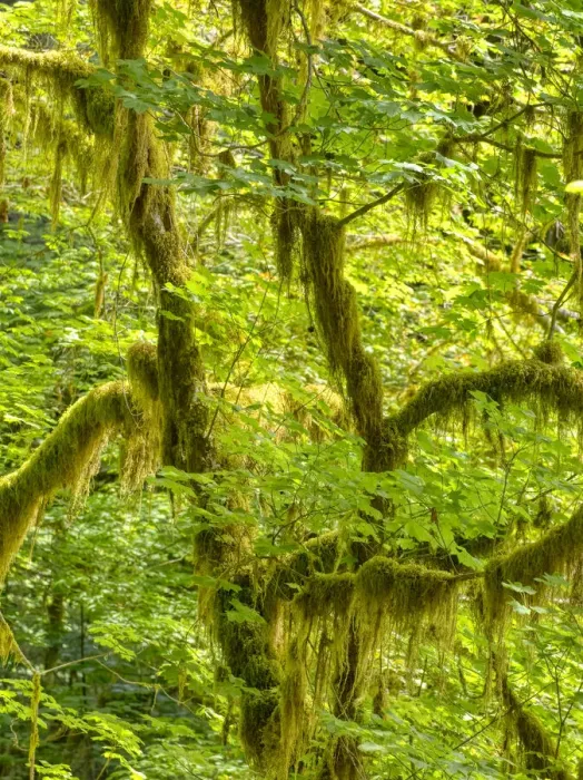 Framed Print : Washington State, Olympic National Park, Hoh Rain Forest, Hall of Mosses. Bigleaf maple trees and Oregon selaginella moss Framed Print : Washington State, Olympic National Park, Hoh Rain Forest, Hall of Mosses. Bigleaf maple trees and Oregon selaginella moss