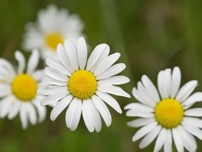 Framed Print : Washington State. Oxeye daisy Framed Print : Washington State. Oxeye daisy