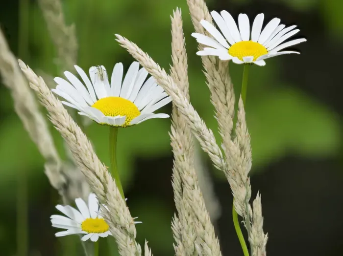 Framed Print : Washington State. Oxeye daisy