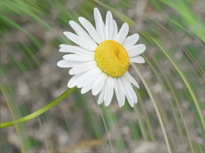Framed Print : Washington State. Oxeye daisy Framed Print : Washington State. Oxeye daisy