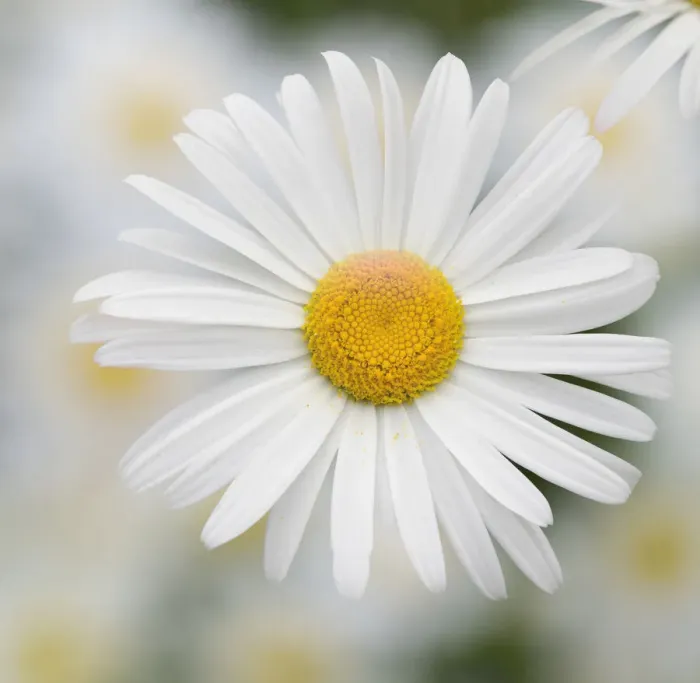 Framed Print : Washington State. Oxeye daisy Framed Print : Washington State. Oxeye daisy