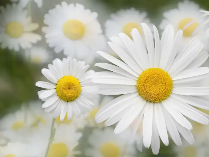 Framed Print : Washington State. Oxeye daisy