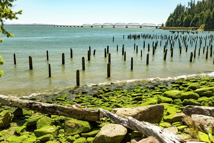 Framed Print : Washington State, Pacific County, Megler. Astoria Bridge. North Shore of the Columbia River. Seaweed covered piling, rocky beach