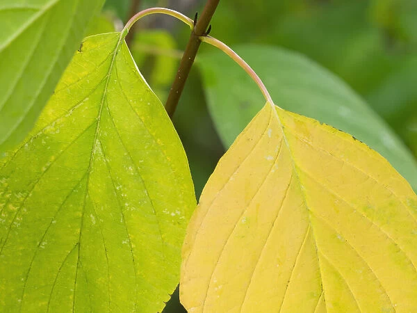 Washington State, Pacific Dogwood Leaf close-up