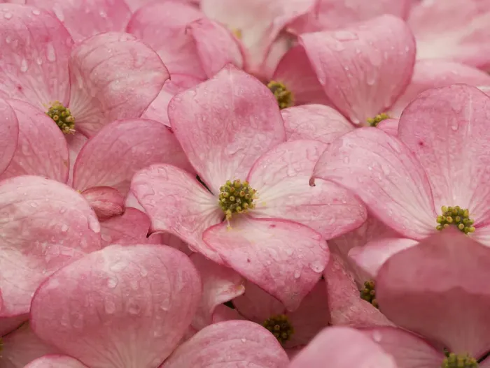Framed Print : Washington State. Pink dogwood flowers Framed Print : Washington State. Pink dogwood flowers