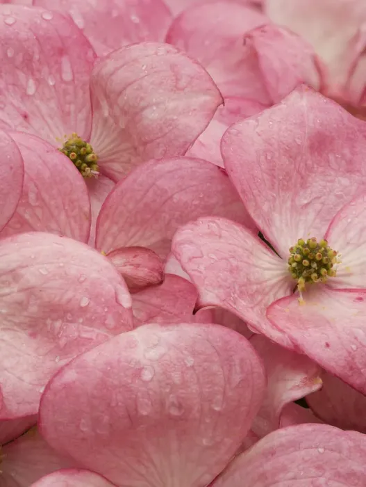 Framed Print : Washington State. Pink dogwood flowers Framed Print : Washington State. Pink dogwood flowers