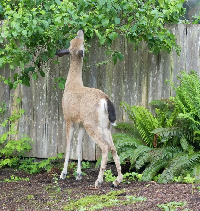 Framed Print : Washington State, Redmond. Black-tailed deer, urban deer with an injured hind leg browsing on leaves of pear tree Framed Print : Washington State, Redmond. Black-tailed deer, urban deer with an injured hind leg browsing on leaves of pear tree