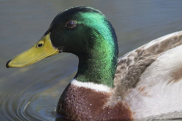 Washington State, Redmond, Lake Sammamish. Male mallard duck