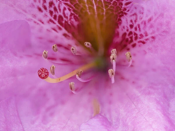 Washington State, Rhododendron Flower