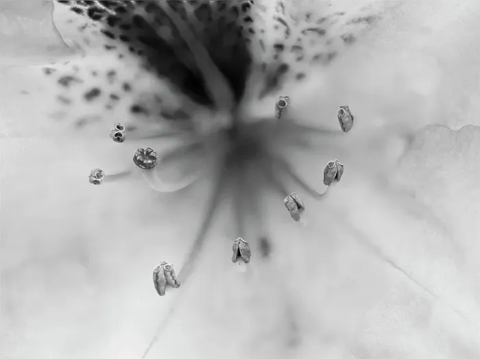 Framed Print : Washington State. Rhododendron flower close-up