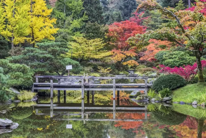 Framed Print : Washington State, Seattle. Autumn color, Japanese Garden Framed Print : Washington State, Seattle. Autumn color, Japanese Garden