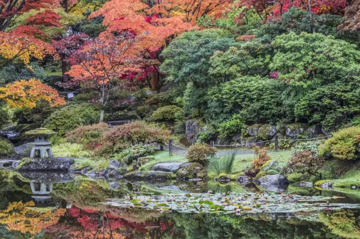 Framed Print : Washington State, Seattle. Autumn color, Japanese Garden