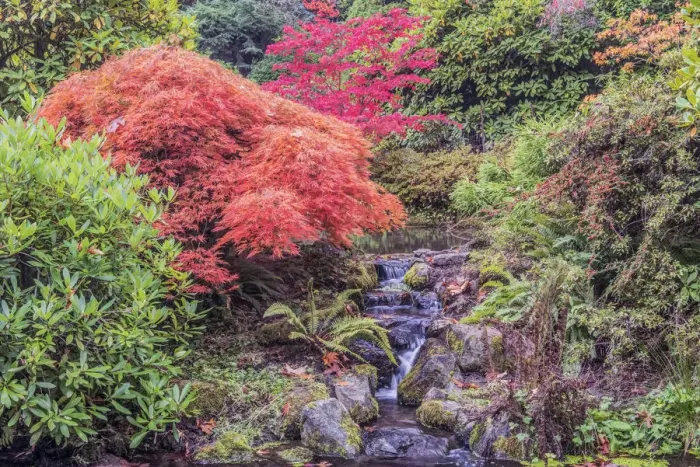 Framed Print : Washington State, Seattle. Autumn Color at Kubota Garden Framed Print : Washington State, Seattle. Autumn Color at Kubota Garden