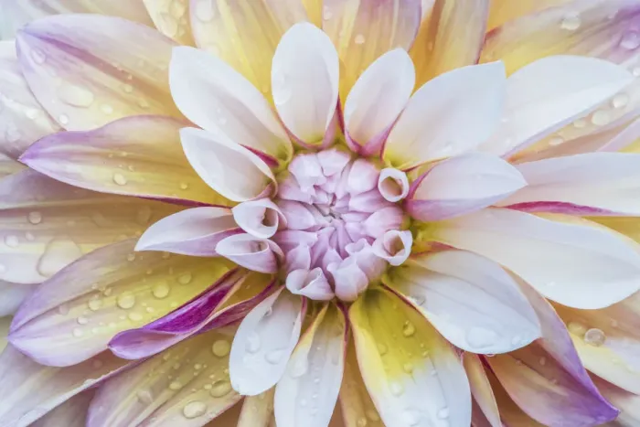 Framed Print : Washington State, Seattle. Dahlia Framed Print : Washington State, Seattle. Dahlia