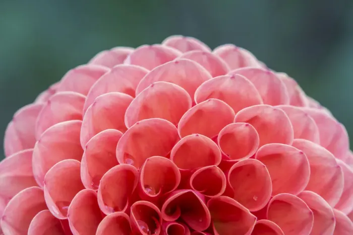 Framed Print : Washington State, Seattle. Dahlia