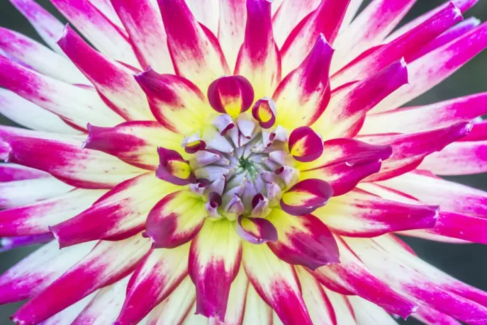 Framed Print : Washington State, Seattle. Dahlia Framed Print : Washington State, Seattle. Dahlia