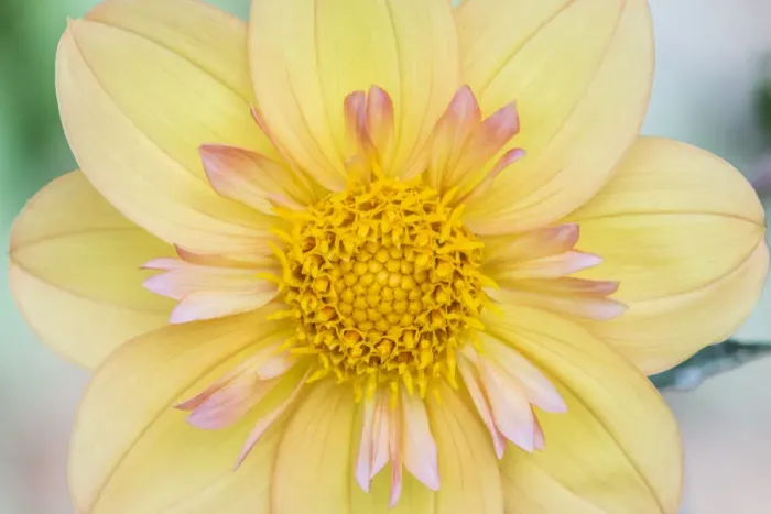 Framed Print : Washington State, Seattle. Dahlia Framed Print : Washington State, Seattle. Dahlia