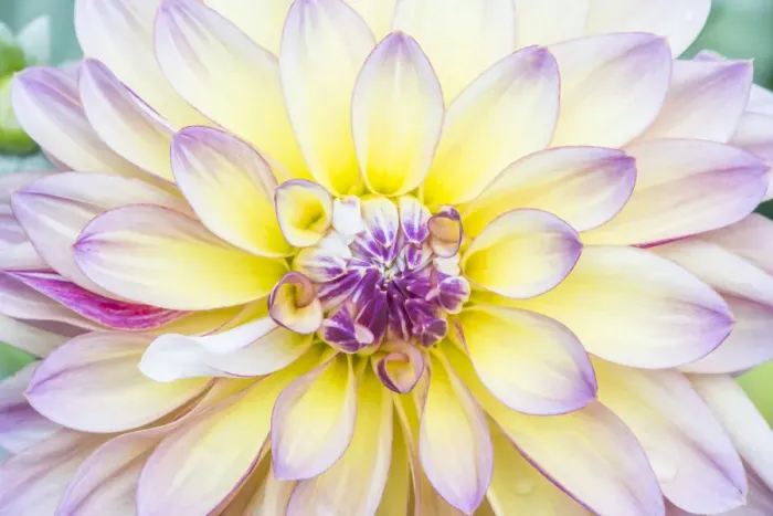 Framed Print : Washington State, Seattle. Dahlia Framed Print : Washington State, Seattle. Dahlia