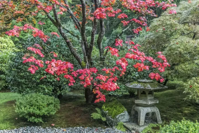 Framed Print : Washington State, Seattle. Japanese Garden