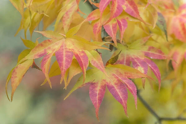 Washington State, Seattle. Kubota Garden, Autumn leaves