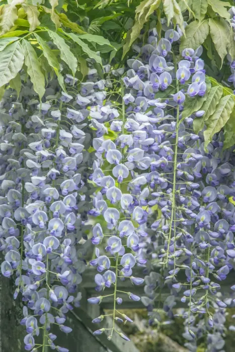 Framed Print : Washington State, Seattle. Wisteria Framed Print : Washington State, Seattle. Wisteria
