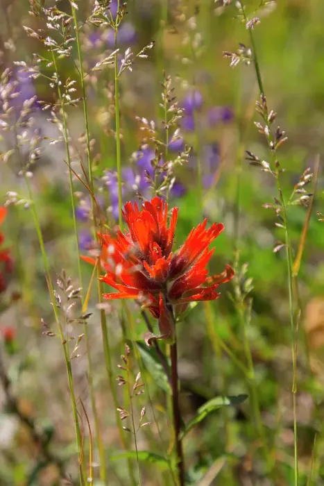 Framed Print : Washington State, Skamania County. Mount St. Helens. Indian paintbrush, aka Prairie-Fire or Castilleja Framed Print : Washington State, Skamania County. Mount St. Helens. Indian paintbrush, aka Prairie-Fire or Castilleja
